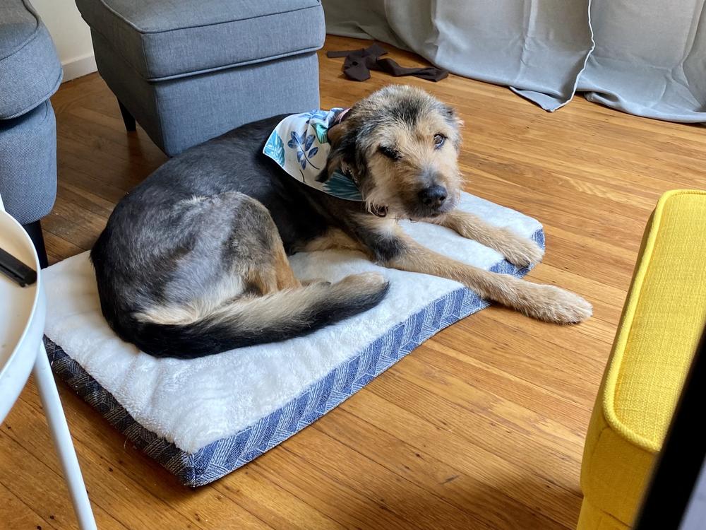 Scruffy, our lil overlord.