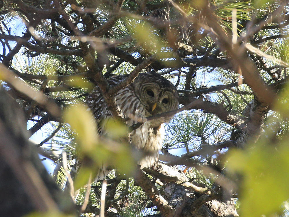 Barry the barred owl stands on a branch as Robert DeCandido, known as 