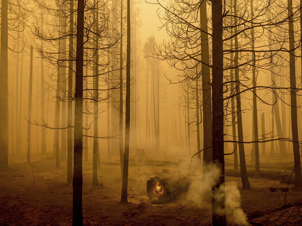 Following the Dixie Fire, flames burn in a tree in the Canyondam area of Plumas County, Calif., Friday, Aug. 6.