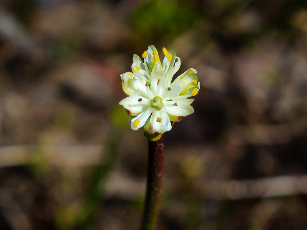 <em>Triantha occidentalis,</em><em> </em>with its dainty white flowers appears innocuous, but its sticky stem helps the plant trap and make a meal of tiny insects.