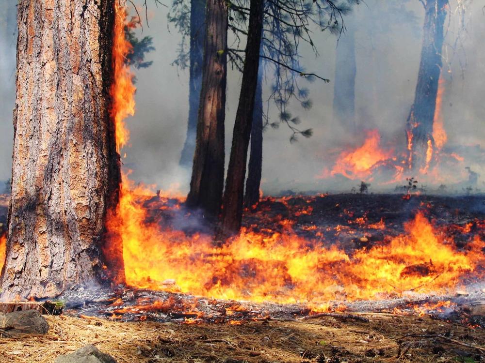 Experts say low-grade controlled burns are a crucial tool to limit extreme fires on millions of acres in the Western U.S.