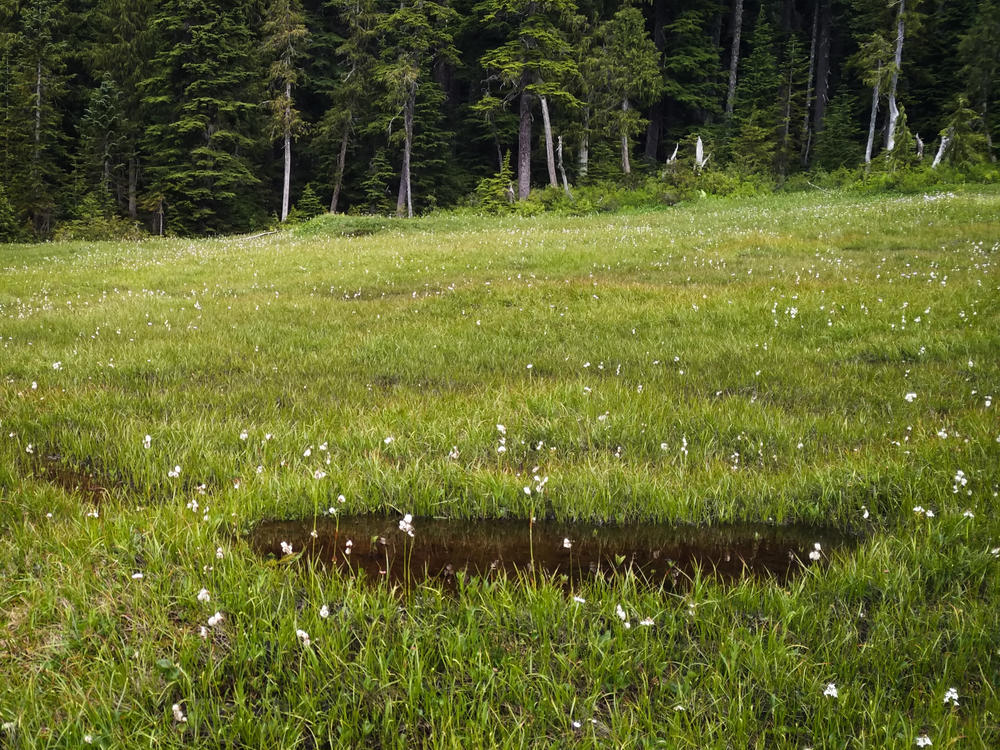 Members of professor Sean Graham's lab conducted field research and turned up the fascinating flowers in this bog at Cypress Provincial Park just outside Vancouver, British Columbia.