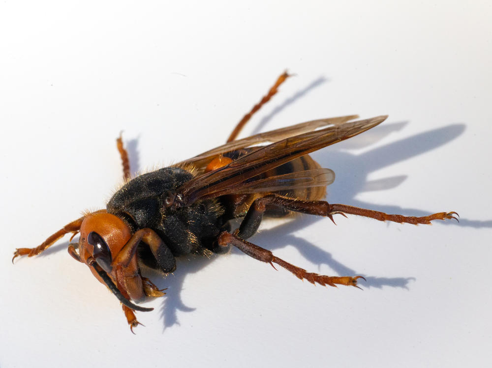 A sample specimen of a dead Asian giant hornet, also known as a 