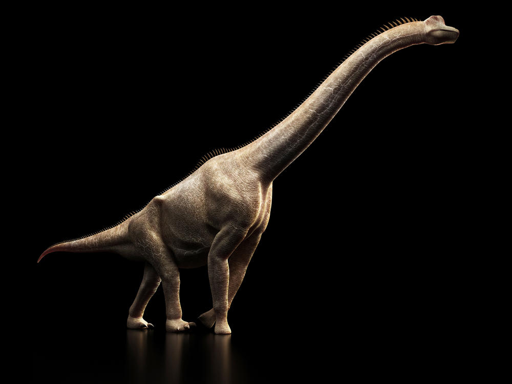 Brachiosaurus dinosaur, a relative of the newly discovered species, seen in computer artwork.