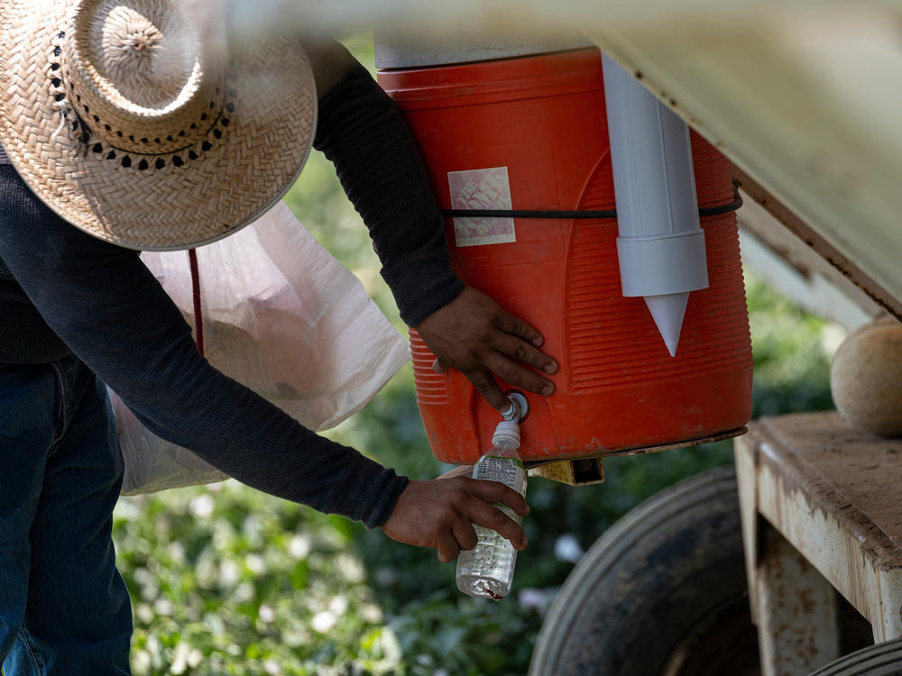 A worker fills a bottle with water on a farm during a drought in Firebaugh, Calif., on July 13.