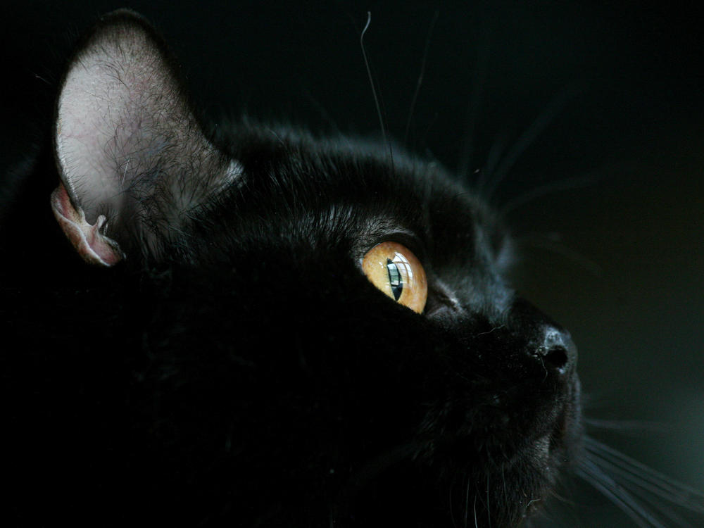 For one Englishwoman, her pet black cat (different from the one pictured here) was very lucky indeed.