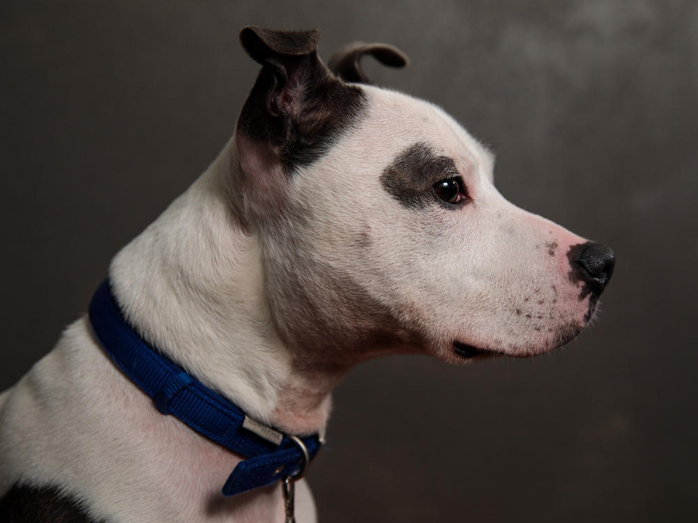The FDA sent a warning letter to Midwestern Pet Foods after an inspection found high levels of aflatoxin in their food and poor food safety programs. Here, a Staffordshire Bull Terrier is pictured.