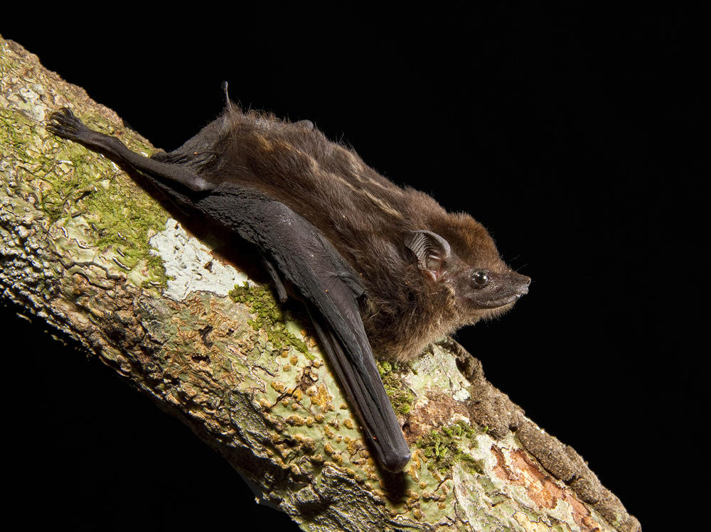 After listening to hours of bat pups in the wild, scientists have identified eight characteristics of babbling that are shared by human babies and the greater sac-winged bat.