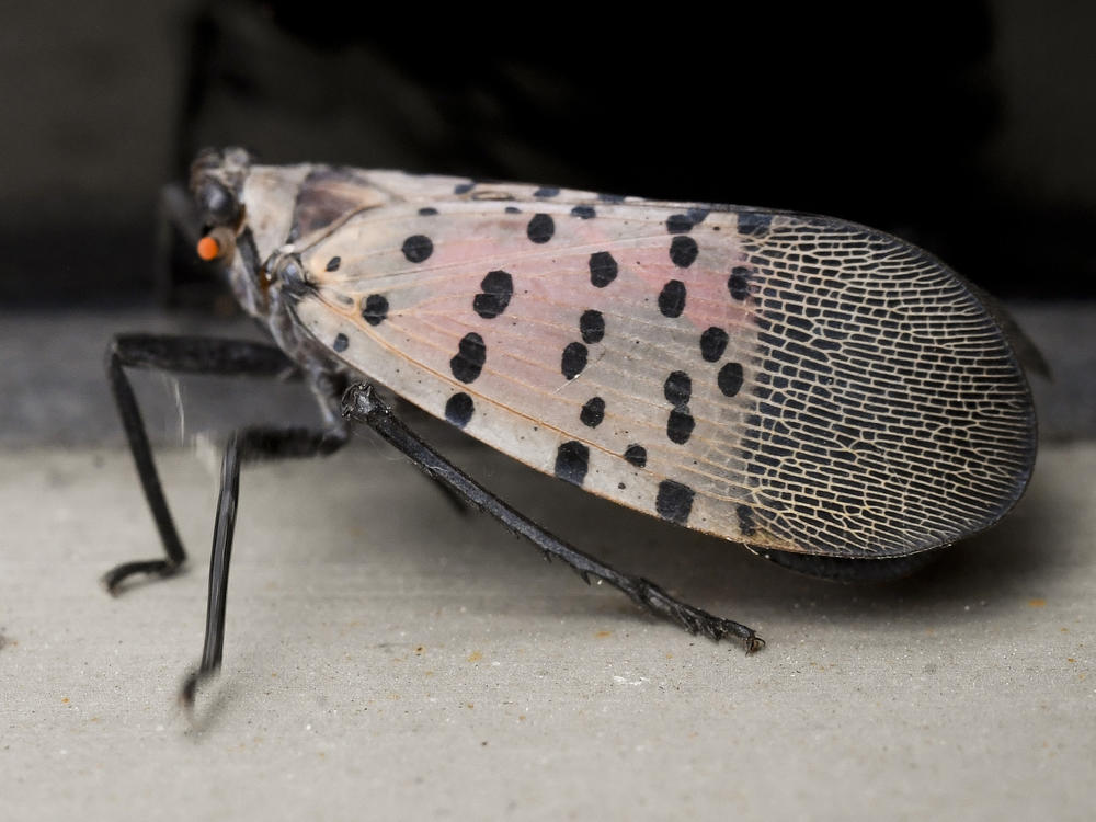 Adult Spotted Lanternflies outside the Berks County Services Building in Reading, PA Monday afternoon. The Spoted Lanternfly is an invasive species from Asia.