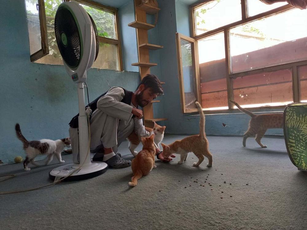 A member of the staff of the Kabul Small Animal Rescue feeds the organization's cats. Work to find and rescue dogs and cats left behind in the mass exodus of Kabul continues for the organization.