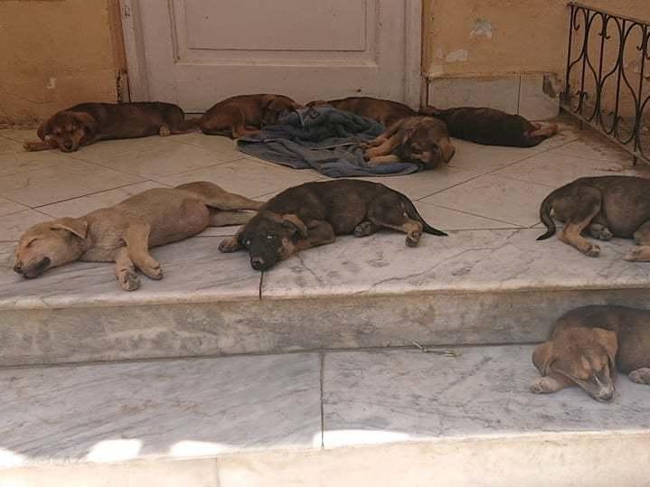 Tuckered-out pups nap at the Kabul Small Animal Rescue in Kabul, Afghanistan.