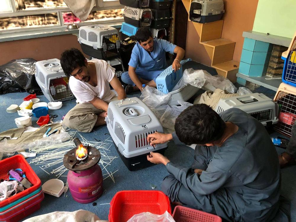 Staff members at the Kabul Small Animal Rescue are working to put together travel crates so the organization's dogs and cats can safely be evacuated out of Afghanistan.