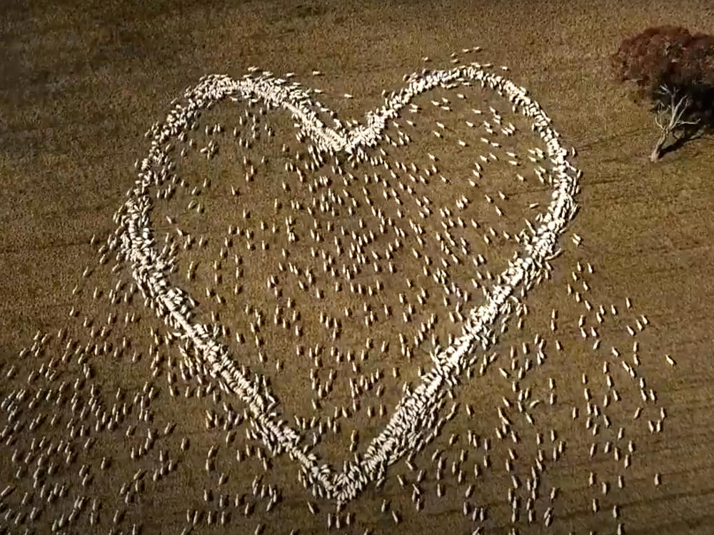 In this image taken from video, sheep form the shape of a heart in a field in Guyra, northern New South Wales, Australia, Thursday, Aug. 5, 2021.