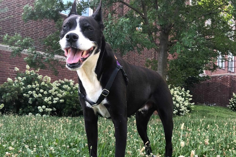<strong>Drew loves cheese, and does not love thunderstorms. </strong>Drew's human is Bo Hamby, a producer for <em>Morning Edition.</em>