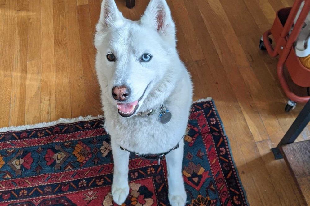 <strong>Ghost likes her pineapple toy and sniffing open-window smells. She does not stand for nonsense. </strong>Ghost's diligent dog sitter is Dalia Mortada, a <em>Morning Edition</em> alum and editorial lead for NPR One.