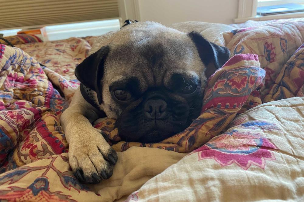 <strong>Gugli is often EXHAUSTED. He likes chicken, chaising squirrels, unearned treats and stepping up to much bigger dogs. </strong>Gugli's human is  <em>Morning Edition </em>host Noel King.