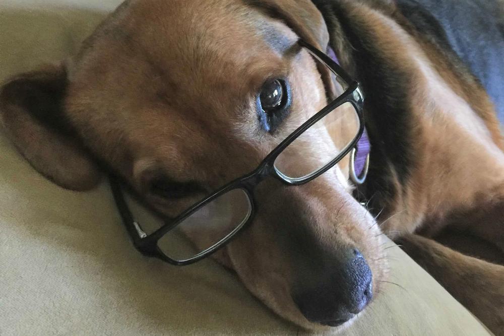 <strong>Ginger, 'the sweetest dog there ever was.