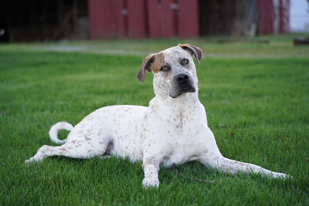 <strong>Podrick likes peanut butter, hanging out with his cat friend, and ignoring his extensive obedience training to jump on house guests. He dislikes car rides, squeaky toys, and being forced to undergo obedience training. </strong>Podrick's human is Jill Craig, an editor for <em>Morning Edition.</em>