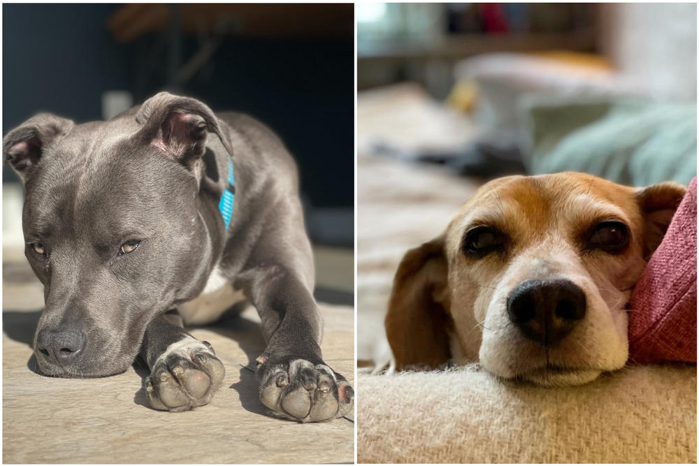 <strong>Roxi (L) loves tennis balls and baking in the sun. Echo (R) loves sleeping and tricking Roxi into getting food off the counter for her.</strong> Echo and Roxi's human is Emily Alfin Johnson, who works on <a href=