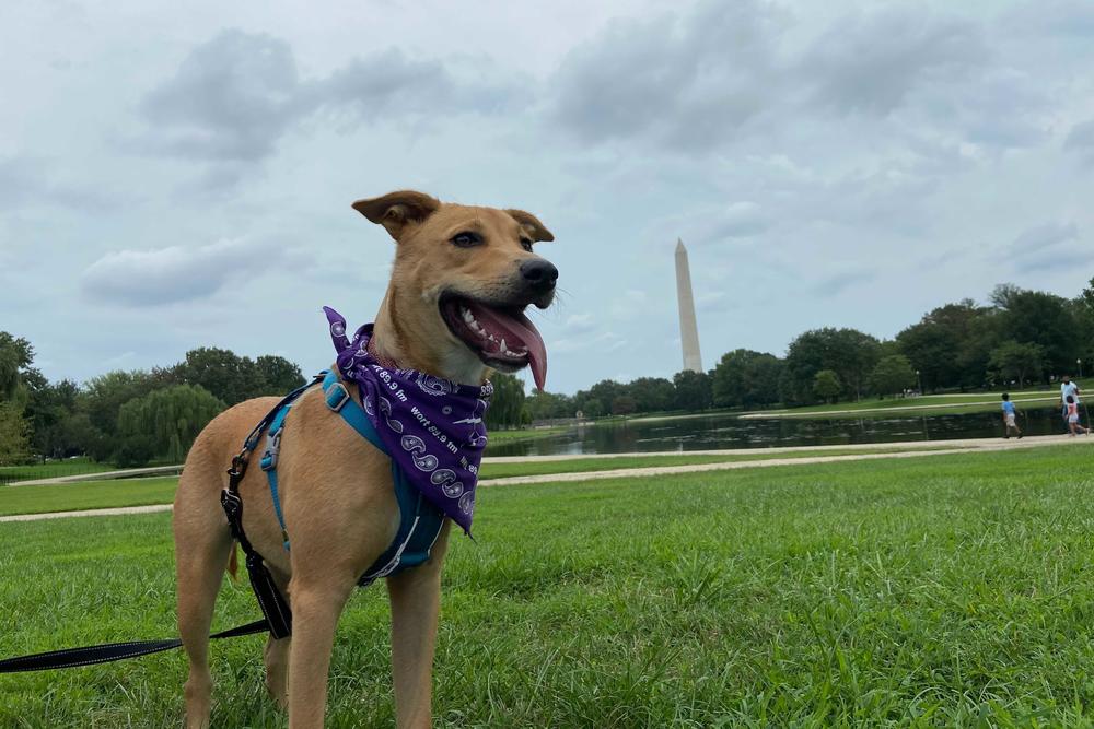 <strong>Ruby loves belly rubs and posing for pictures for her forthcoming campaign website (Ruby 2022!) </strong>Ruby's human is Nina Kravinsky, a producer for <em>Morning Edition.</em>