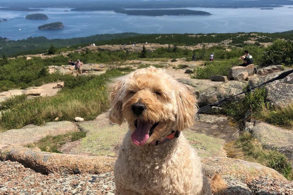 <strong>Teddy is happiest by (or preferably in!) the water.</strong> Teddy's human is Rachel Treisman, who works on <a href=