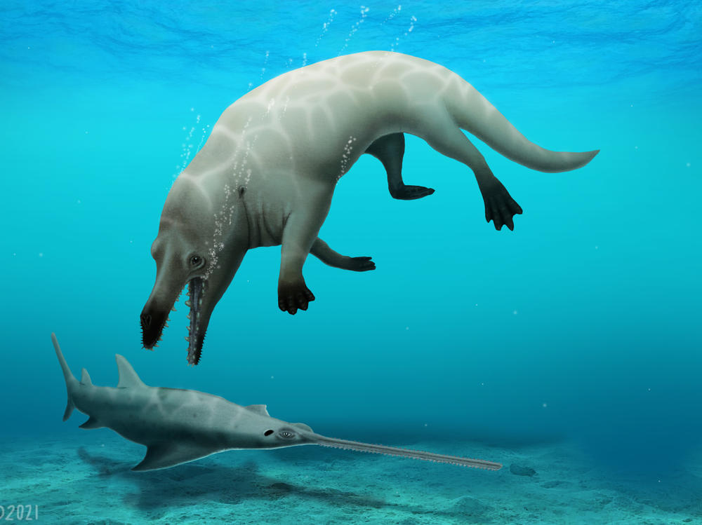 A group of scientists have discovered a fossil of a now-extinct whale with four legs. This visual reconstruction shows <em>Phiomicetus</em> a<em>nubis</em> preying on a sawfish.