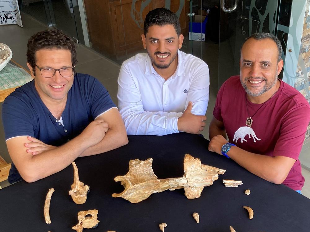Study authors Mohamed Sameh (from left), Abdullah Gohar and Hesham Sallam surround the holotype fossils of the new whale,<em> Phiomicetus anubis</em>, at Mansoura University Vertebrate Paleontology center.