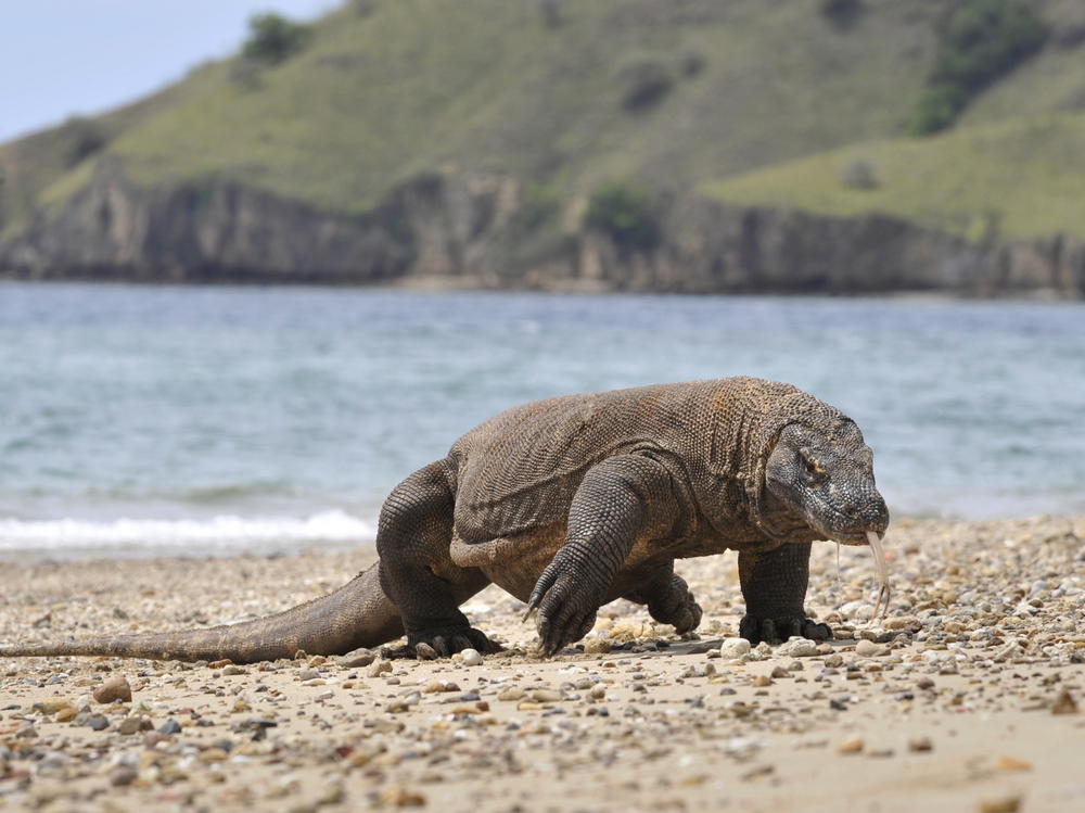 In this photograph taken in 2010, a Komodo dragon prowls the shore of Komodo island, the natural habitat of the world's largest lizard.