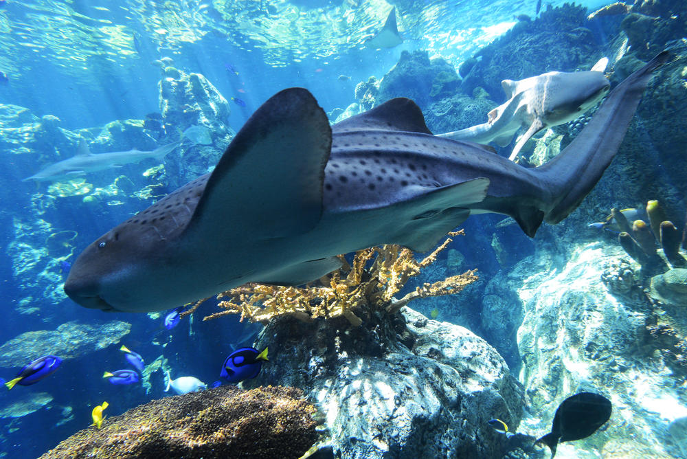 A zebra shark swims at the Aquarium of the Pacific in Long Beach, Calif., in 2012. The zebra shark is considered 