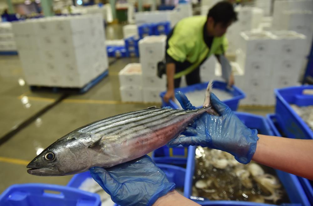 A photo taken in 2014 shows a vendor holding an albacore for sale in the auction house at the Sydney Fish Market in Sydney.