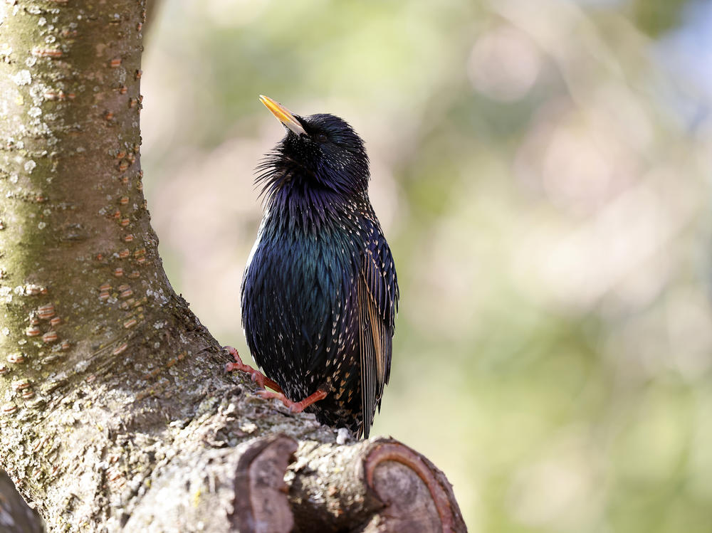 A starling sits in the cherry tree blooms along the Tidal Basin in Washington, DC. Researchers say some starlings has seen an increase in bill size.