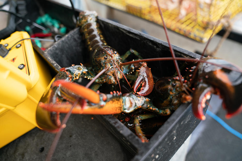 Lobsters collected from ropeless fishing gear are seen on Chris Welch's lobster boat off the coast of Kennebunkport, Maine, in July. The ropeless equipment is meant to protect North Atlantic right whales from being caught in fishing gear.