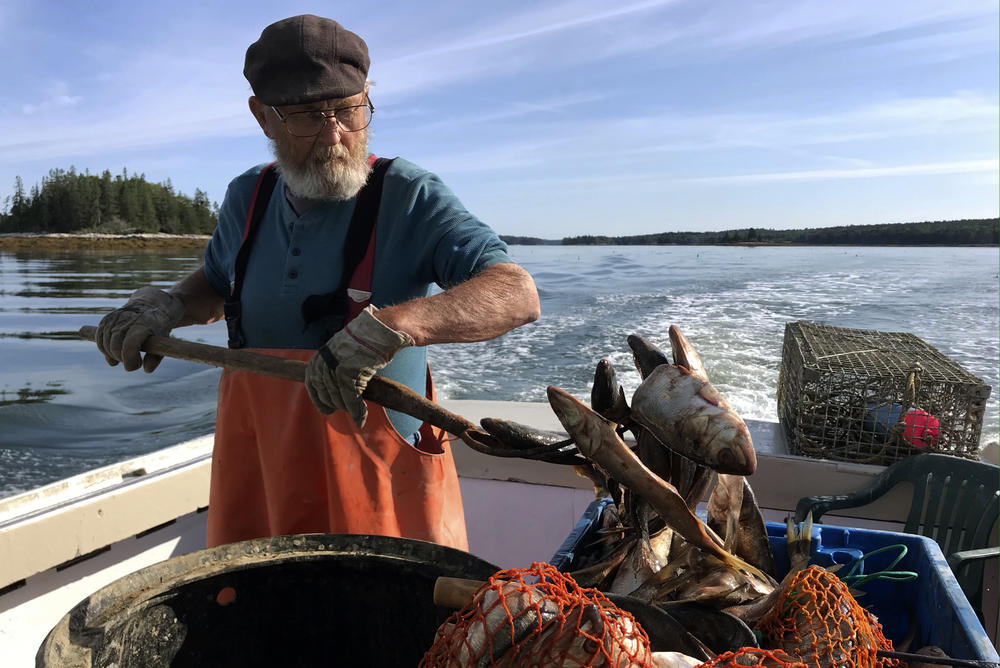 Maine lobsterman Verge Prior, 77, works the stern spearing poagies (bait fish) on Aquarius, the lobster boat he built 50 years ago, while his grandson Nick is at the helm. The lobster fleet is 