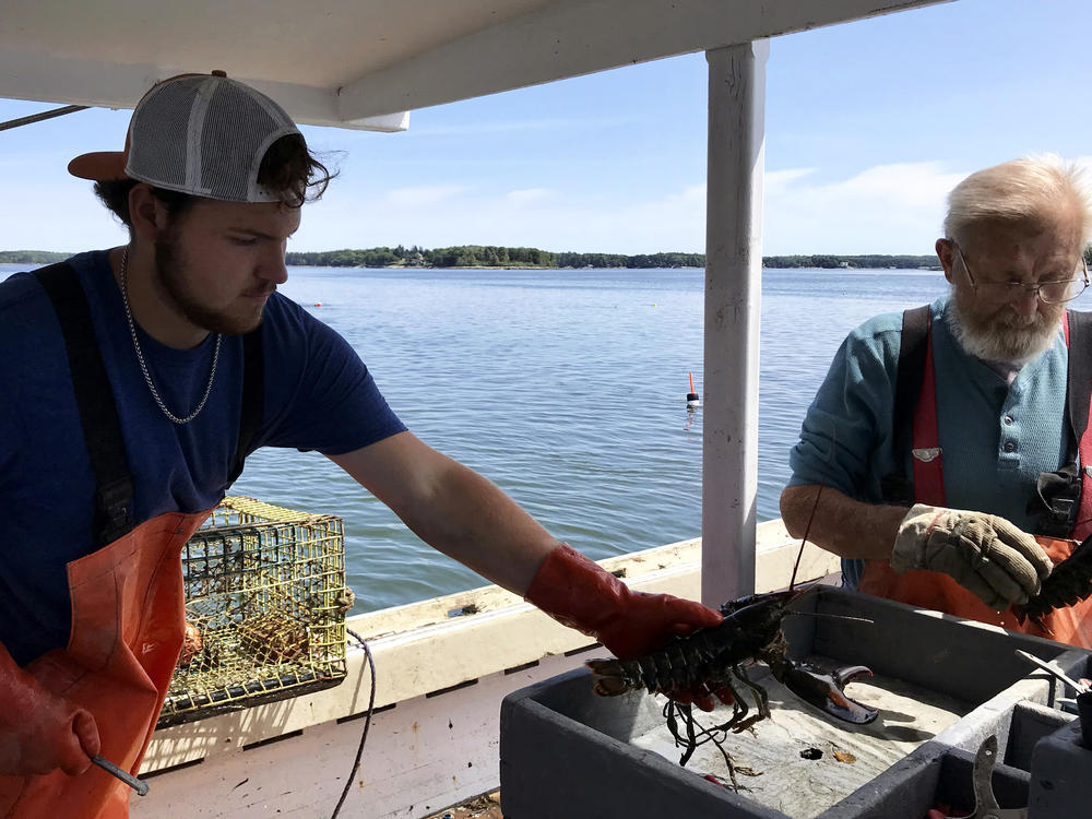 Nick Prior adds a keeper to the box for his grandfather Verge to band its claws. Nick hopes to continue the family tradition but isn't sure lobstering is sustainable as a career.
