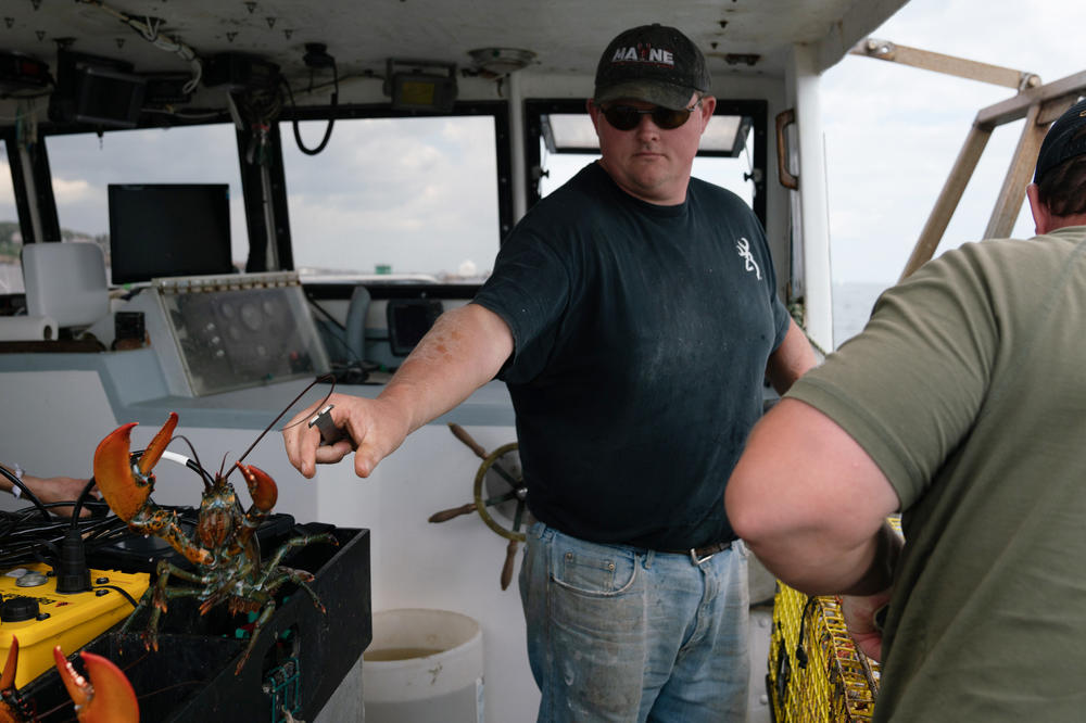 Chris Welch tosses a lobster after pulling it from a ropeless lobster trap. He's skeptical that the new ropeless technology will be practical for most lobstermen.