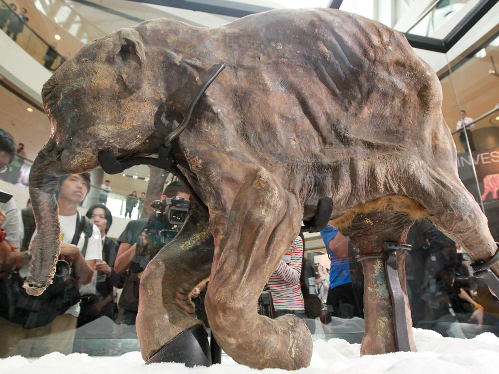 The body of Lyuba, a baby woolly mammoth who lived about 42,000 years ago on the Yamal Peninsula of Siberia, is exhibited in Hong Kong.