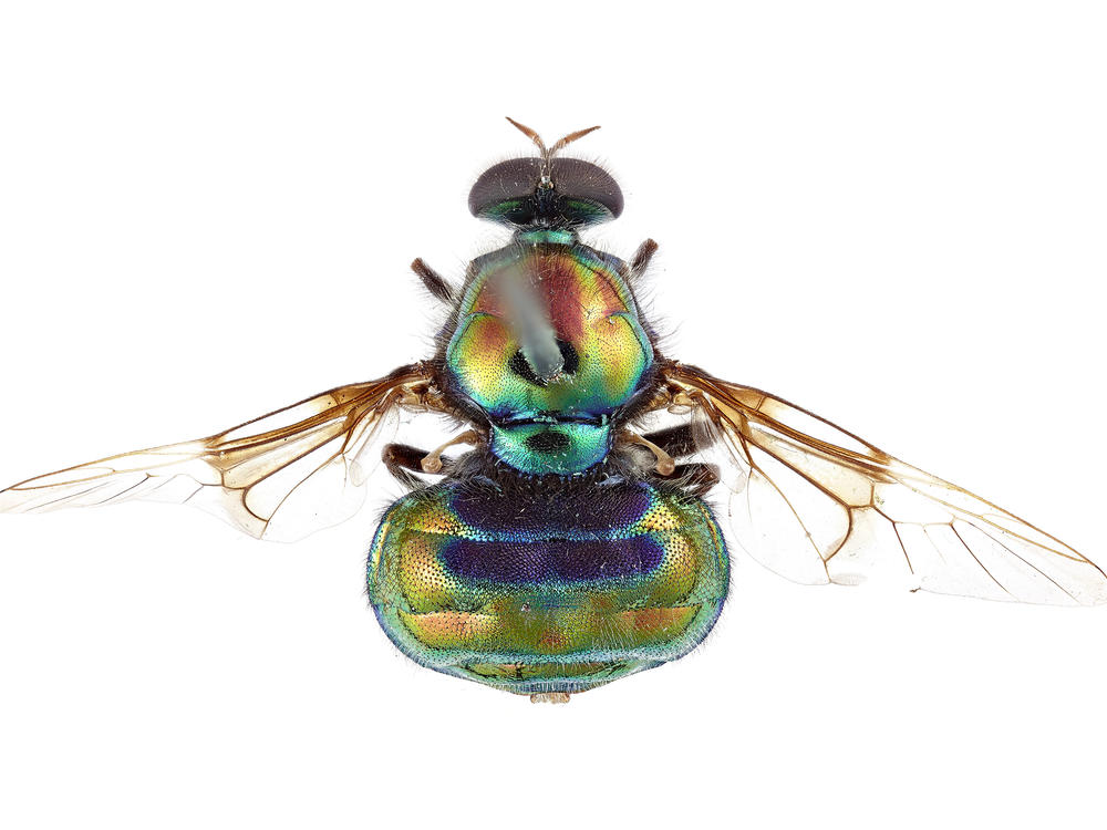 View from above (dorsal view) of the new soldier fly named after RuPaul, <em>Opaluma rupaul</em>.