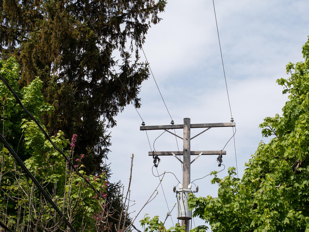 A patchwork of national and state regulations require utilities to trim around their power lines. More than a dozen of the country's largest utilities told NPR that falling trees and branches represent a leading cause of outages.