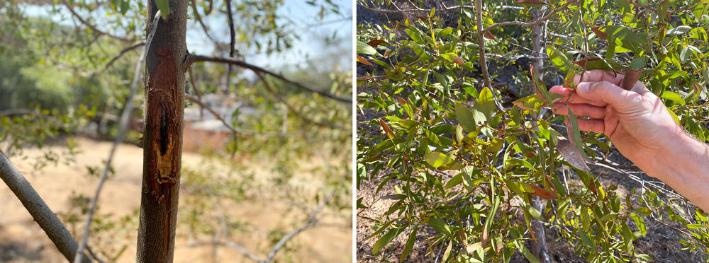 Researchers at the University of California, Berkeley say that a fungus is killing this acacia tree (left). The eye-shaped hole is a canker, a sign of the fungus's presence. Lacan shows the yellowed phyllodes (right) of a dying acacia. Climate change-fueled drought weakened the trees and made them vulnerable to parasites.