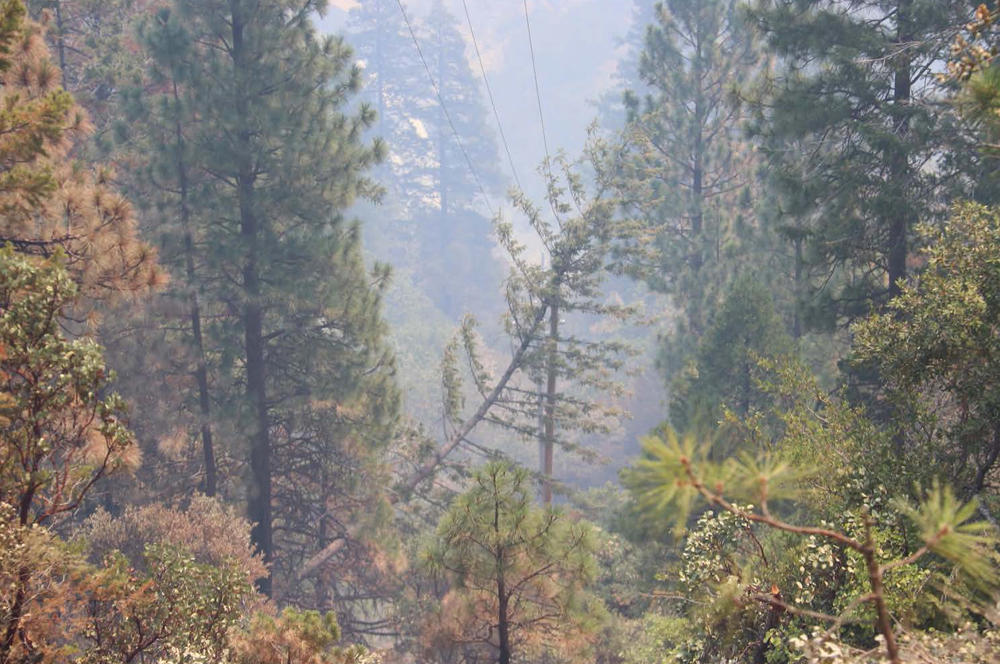 This fir tree lies on a power line in an area near the start of the Dixie Fire in California. PG&E says the costs of maintaining trees near power lines are part of the reason it is moving to bury 10,000 miles of new power lines at a cost of at least $15 billion.
