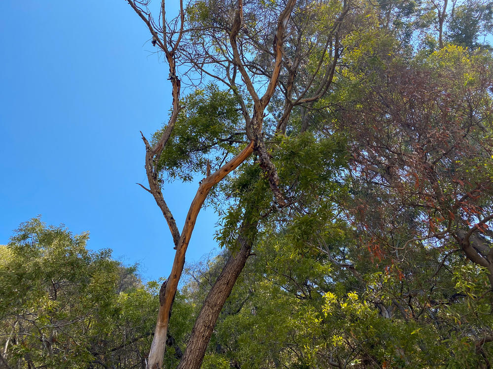 A spiral of dead bark hangs off a sickened acacia branch. California's climate change-fueled drought and opportunistic fungi weakened the tree. 