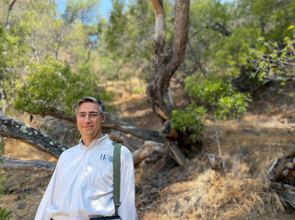 Lacan stands near a dying acacia tree on a hill in Oakland, Calif. Lacan is horticulture adviser for the University of California Cooperative Extension, and part of his job involves advising utilities such as Pacific Gas & Electric how to spot sick trees at risk of toppling onto power lines.