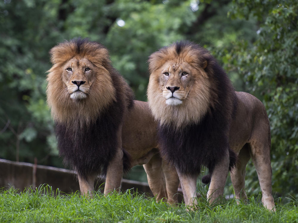 Lions watch visitors from their enclosure at the Smithsonian National Zoo in Washington, D.C., in July 2020.