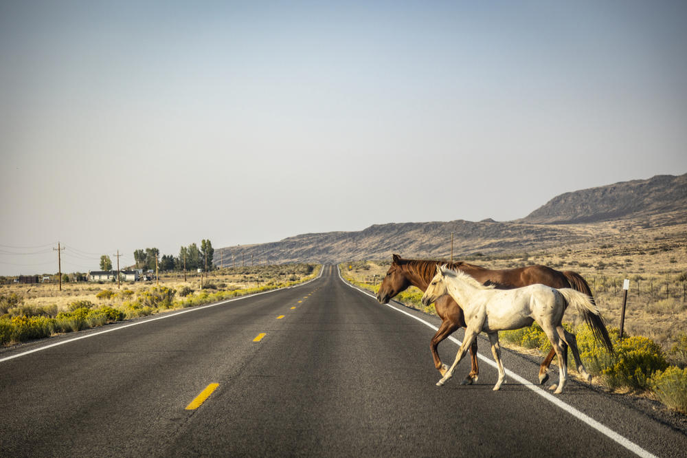Horses cross Highway 51 on the Duck Valley Indian Reservation near the Idaho/Nevada border.
