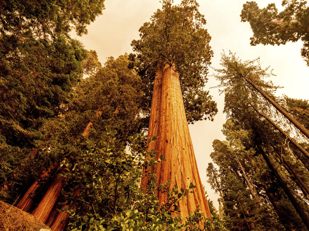 Sequoia trees stand in Lost Grove along Generals Highway as the KNP Complex Fire burns about 15 miles away on Friday, in Sequoia National Park, Calif.