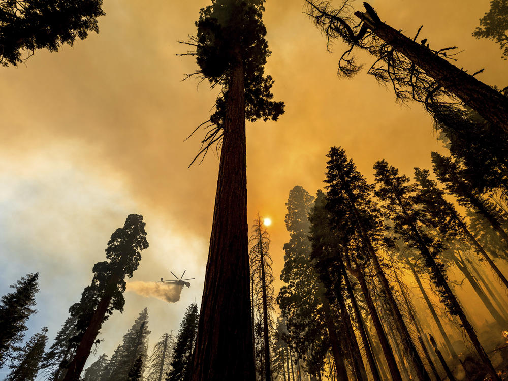A helicopter drops water on the Windy Fire burning in the Trail of 100 Giants grove of Sequoia National Forest, Calif., on Sunday.