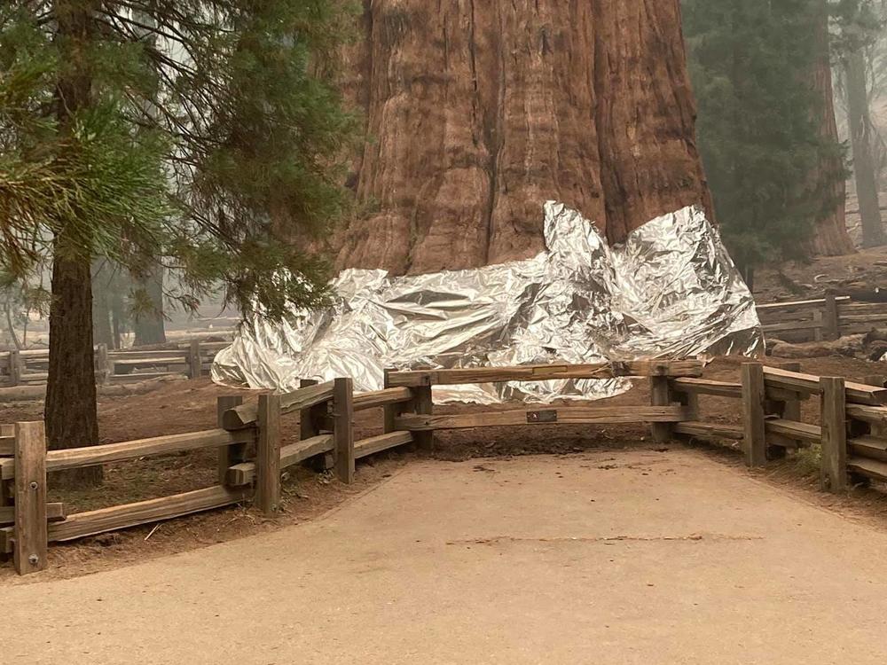 Firefighters wrapped foil around the base of the General Sherman tree to protect the gigantic sequoia from an intense wildfire.