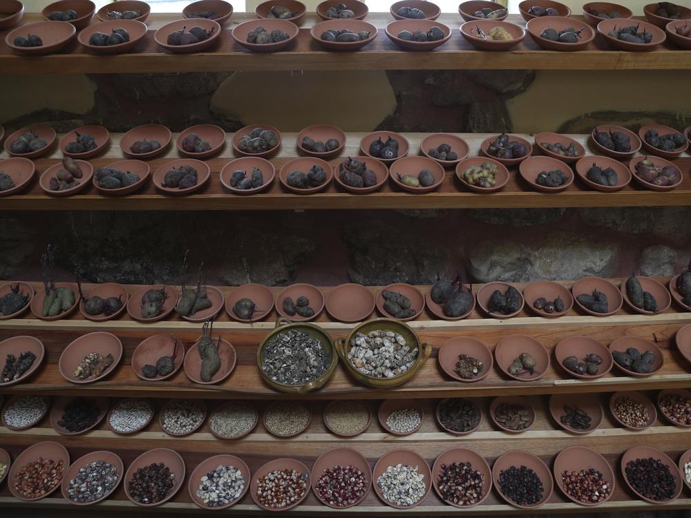 Different types of potatoes seed are seen displayed in 