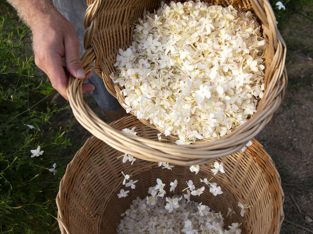 Perfume flower grower Pierre Chiarla picks jasmine flowers in his field in Grasse, France.