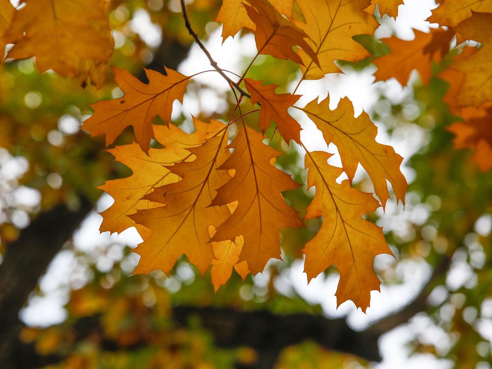 As inspiration for all trees preparing their autumnal hues, here's a beautiful red oak photographed in Berlin's Kreuzberg district on October 28, 2020.